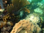 cieloestrellas reef41 (Custom) (Large).jpg